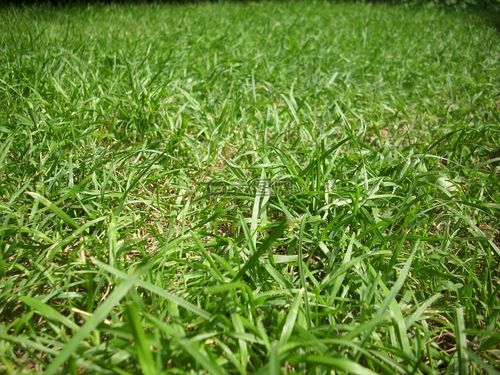 草,地面,草坪
