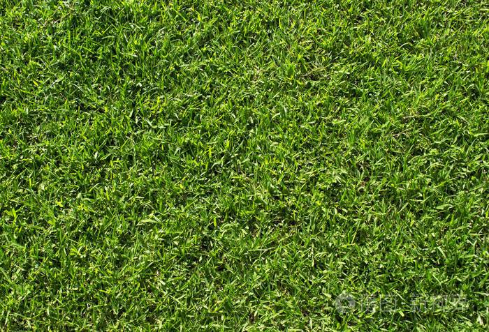 绿草纹理绿色的草坪足球场的背景